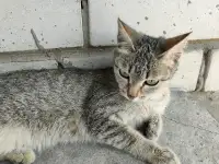 Отдаем кошечку в добрые руки, фотография 3