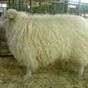 Племенные овцы Линкольн (скот из Европы класса Элита и Элита Рекорд), фотография 8