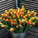 Тюльпаны оптом, фотография 4
