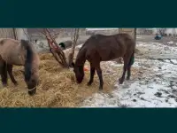 Продам лошадей жеребчик и кобылка обучены стоят на откорме кобылка жеребая 6месяца, фотография 5