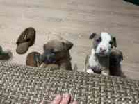 Стаффордширский терьер (стаффорд), фотография 5