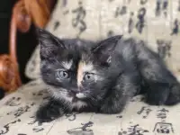 Очаровательные котята - в добрые руки, фотография 4