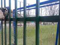 Благоустройство территорий, укладка асфальта, фотография 2