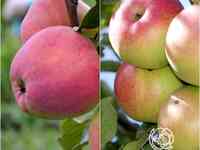 Яблоня 2 в 1: кандиль орловский/бессемянка мичуринская