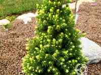 Ель канадская рэйнбоуз энд