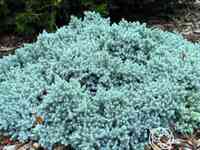 Можжевельник чешуйчатый Блу Стар