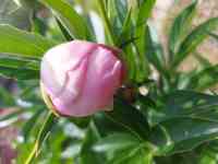 Пионы букеты Пионы с сада