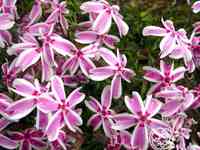 Флокс шиловидный Кэнди страйпс