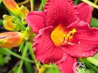 Лилейник Литл Бизнес