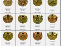 Крепление опалубки к бетонным стенам стяжной гайкой, фотография 5