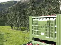 Антиградовая сетка для яблок, винограда и других культур, фотография 2