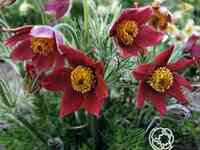 Прострел Ред/Рубра