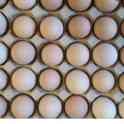 Инкубационные яйца Бройлер, фотография 4