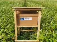 Шмелиная семья БиоИнновации Стандарт. Для опыления растений., фотография 3