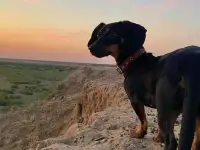 Отдам даром, фотография 2