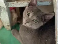 Отдам котят в добрые руки, фотография 2