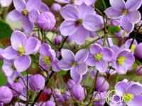 Василистник Рохебрунна