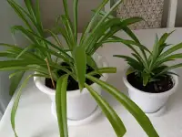 Продам, фотография 2