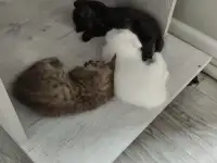 Продаются котята. Шотландская вислоухая., фотография 2