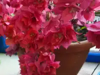 Продам роскошные Бугенвилии