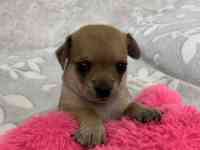 Чистопородные щенки чихуахуа, фотография 6