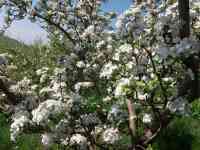 Плодовый сад, КХ, фотография 6