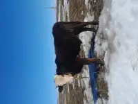 Бычок, фотография 2