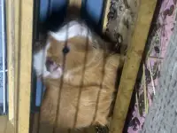 Морские свинки