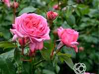 Роза ля роуз де молинар, дельбар