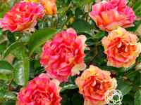 Роза ля паризьен, дельбар