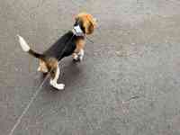 Бигль щенок, фотография 2