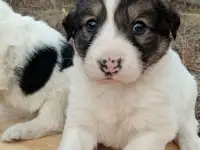 Отдам щенят, фотография 5