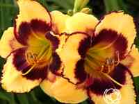 Лилейник калико джэк