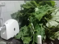 майский свежевыжитый сок лопуха, фотография 3