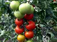 Семена Томат Денежный мешок 20 шт