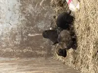 Ченки бесплатно немец, фотография 2