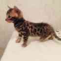 Продам котят. Порода Бенгал, фотография 7