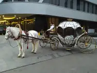 Профессиональный ведущий, тамада, фотография 6