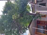 Удаления деревьев, спил дерево , Агаш кесу, фотография 2