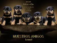 Продаю породистых щенков, фотография 3