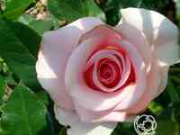 Роза Вивальди чайно-гибридная