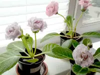 Глоксинии. Комнатные цветы., фотография 11