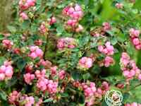 Снежноягодник мазер оф перл