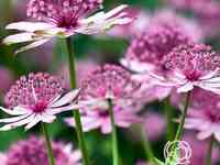 Астранция Розеа крупная