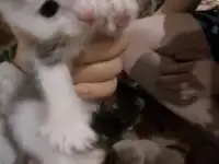 Подкинули котенка,девочка,хорошенькая,ищу хозяина, фотография 3