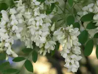 продаю лилию Марлен, кипрей, многолетние цветы, малину, вишню, сливу и др., фотография 4