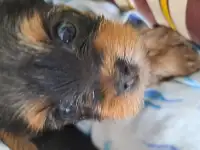 Продам, фотография 2