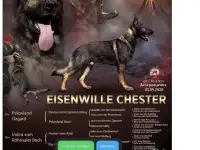 Немецкая овчарка