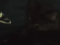 Отдам котенка в добрые руки, фотография 3