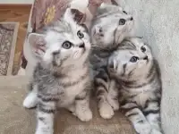 Котята породистые, фотография 2